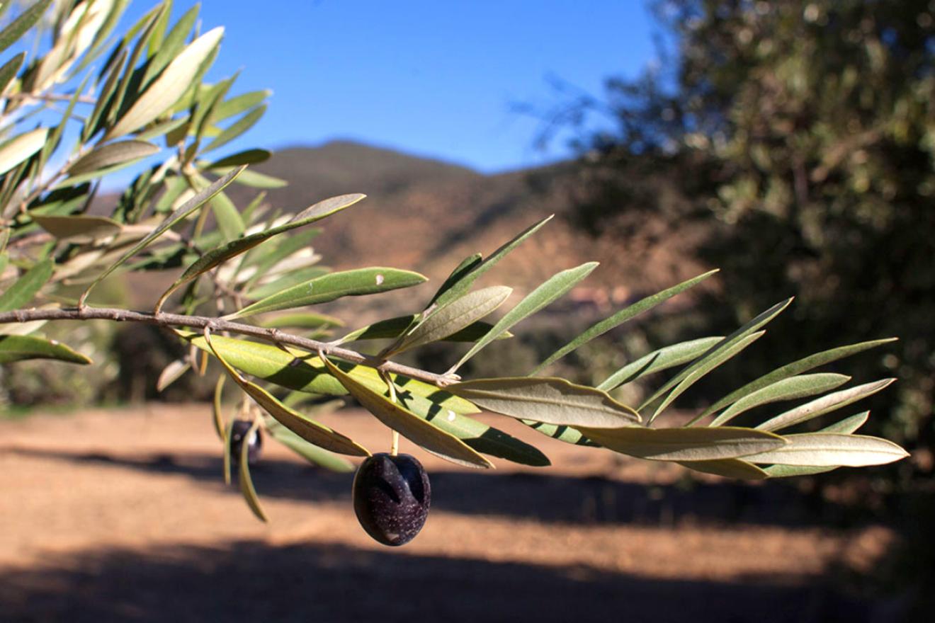 An olive hangs from an olive branch.